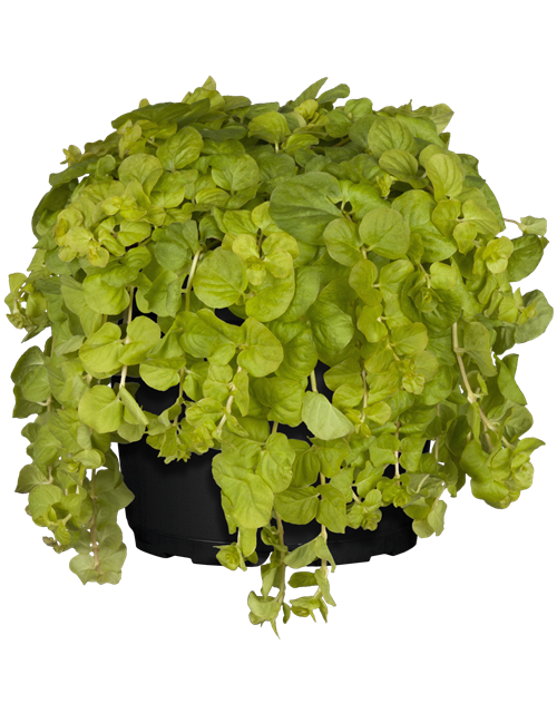 Lysimachia 