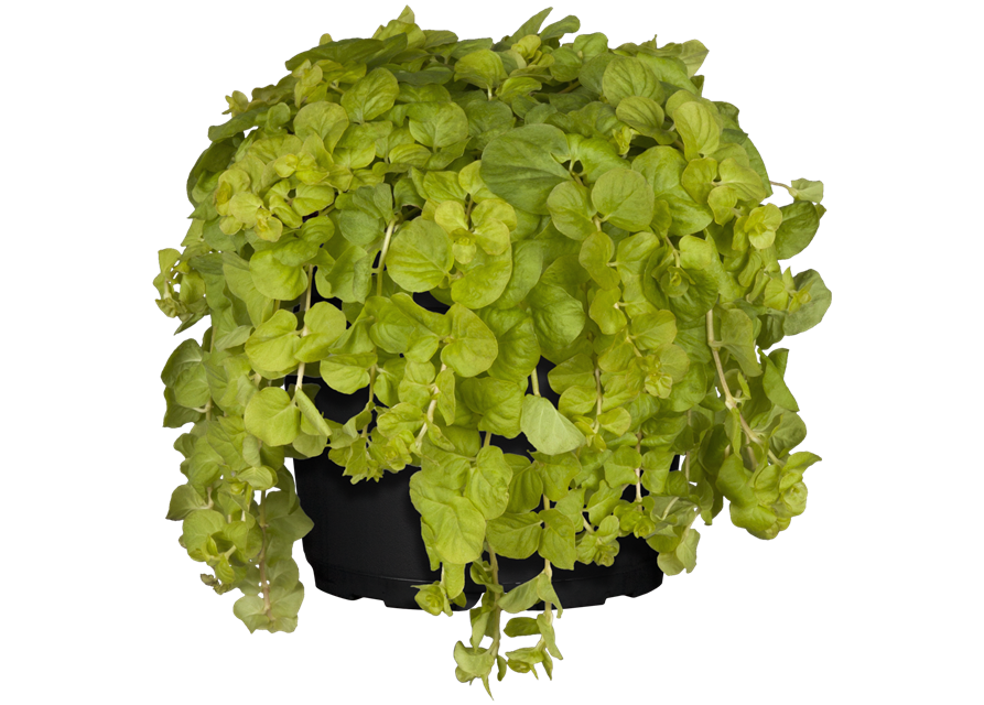 Lysimachia 