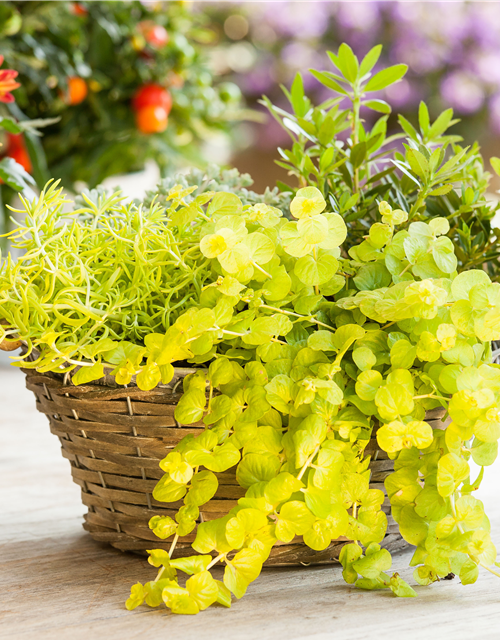 Lysimachia 