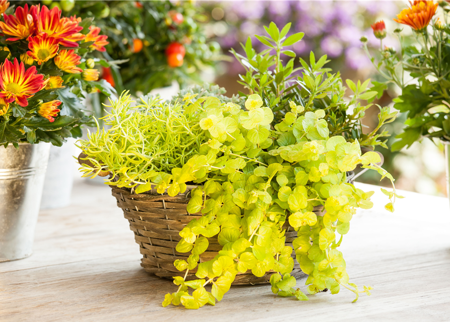 Lysimachia 