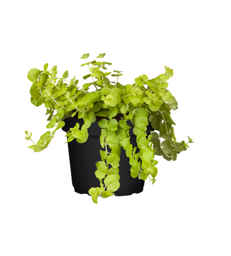 Lysimachia 