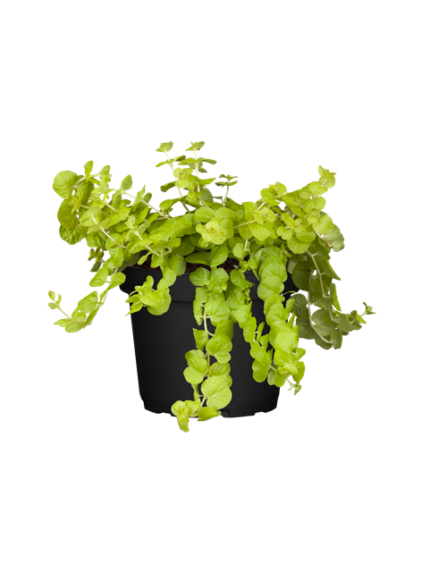 Lysimachia 
