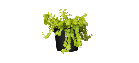 Lysimachia 