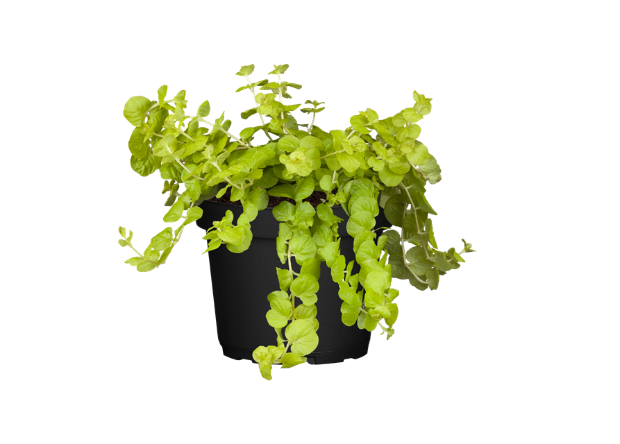 Lysimachia 