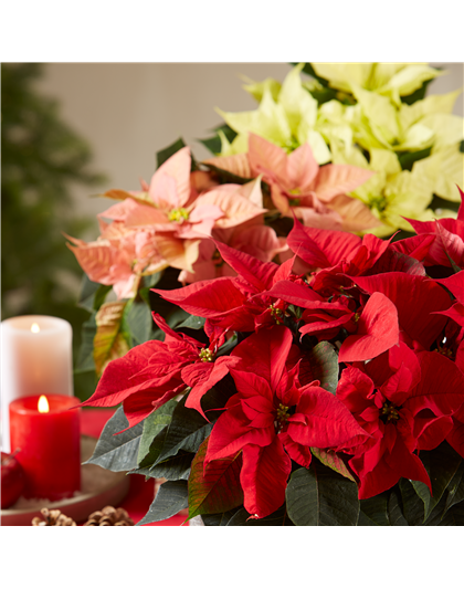 29.11. Sternenzauber - 2. Adventsschau 29.11. Sternenzauber - 2. Adventsschau