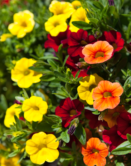 Calibrachoa hybride