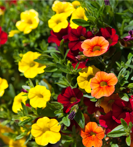 Calibrachoa hybride