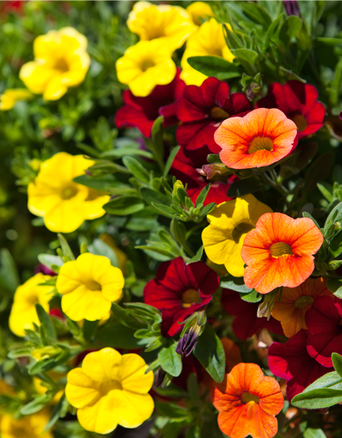 Calibrachoa hybride