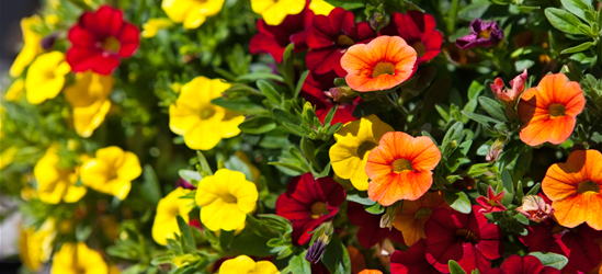 Calibrachoa hybride