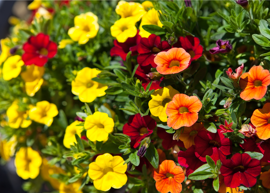 Calibrachoa hybride