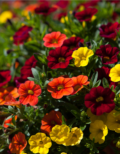 Calibrachoa hybride