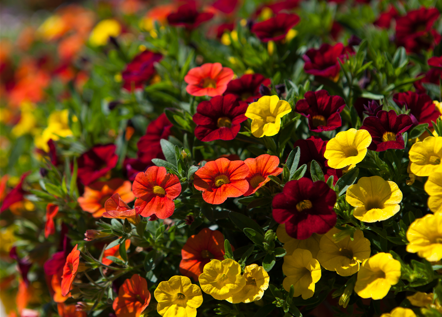 Calibrachoa hybride
