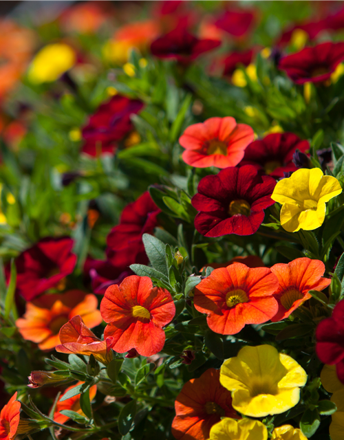 Calibrachoa hybride