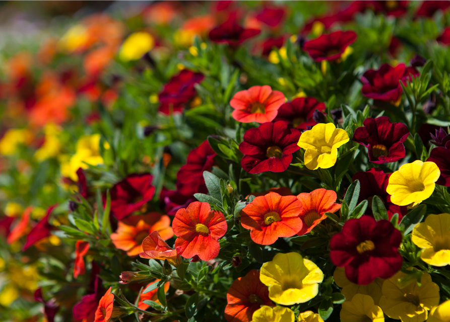 Calibrachoa hybride