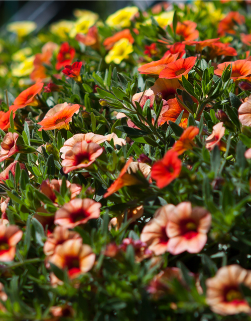 Calibrachoa hybride