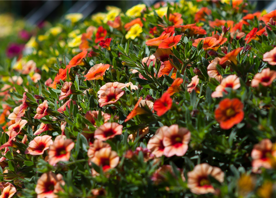 Calibrachoa hybride