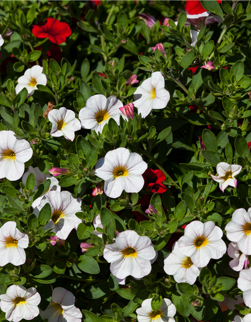 Calibrachoa hybride