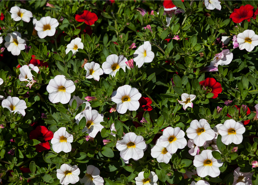 Calibrachoa hybride