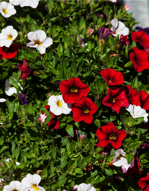 Calibrachoa hybride