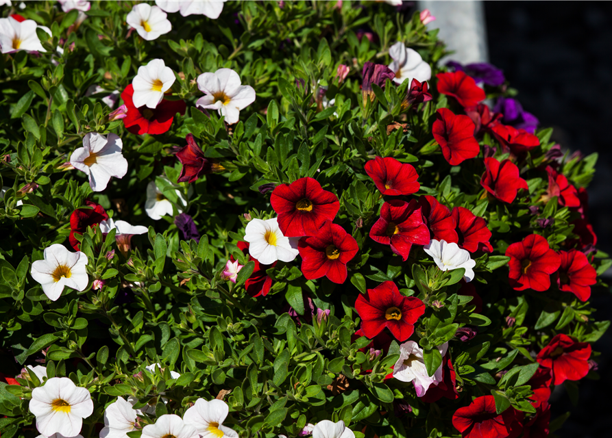 Calibrachoa hybride
