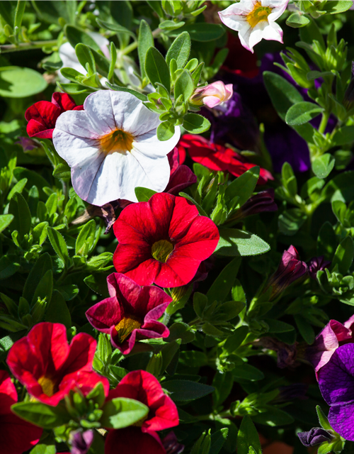 Calibrachoa hybride