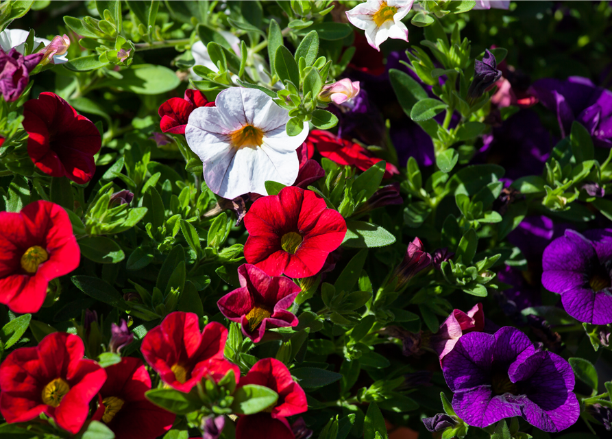 Calibrachoa hybride