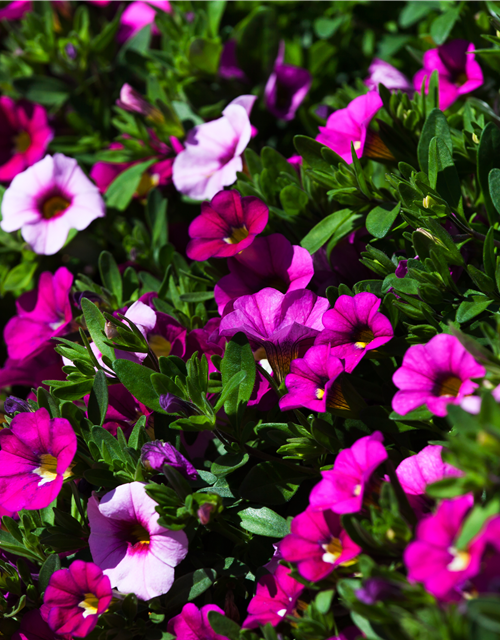 Calibrachoa hybride