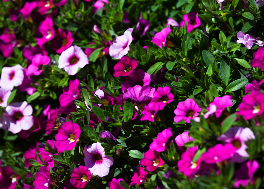 Calibrachoa hybride