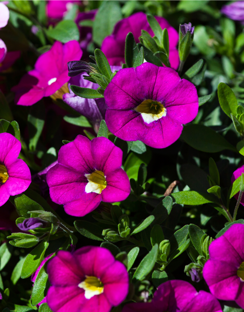 Calibrachoa hybride