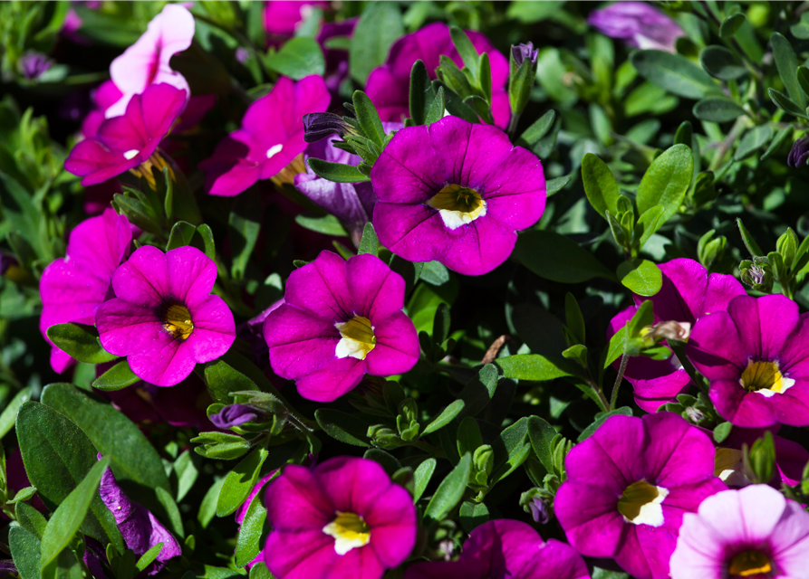 Calibrachoa hybride