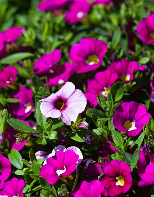 Calibrachoa hybride