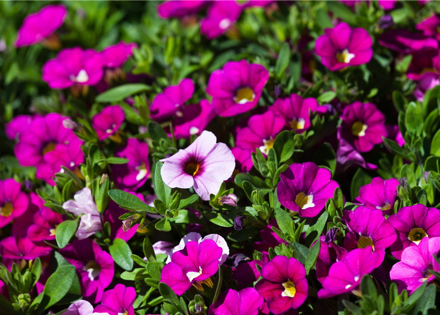 Calibrachoa hybride