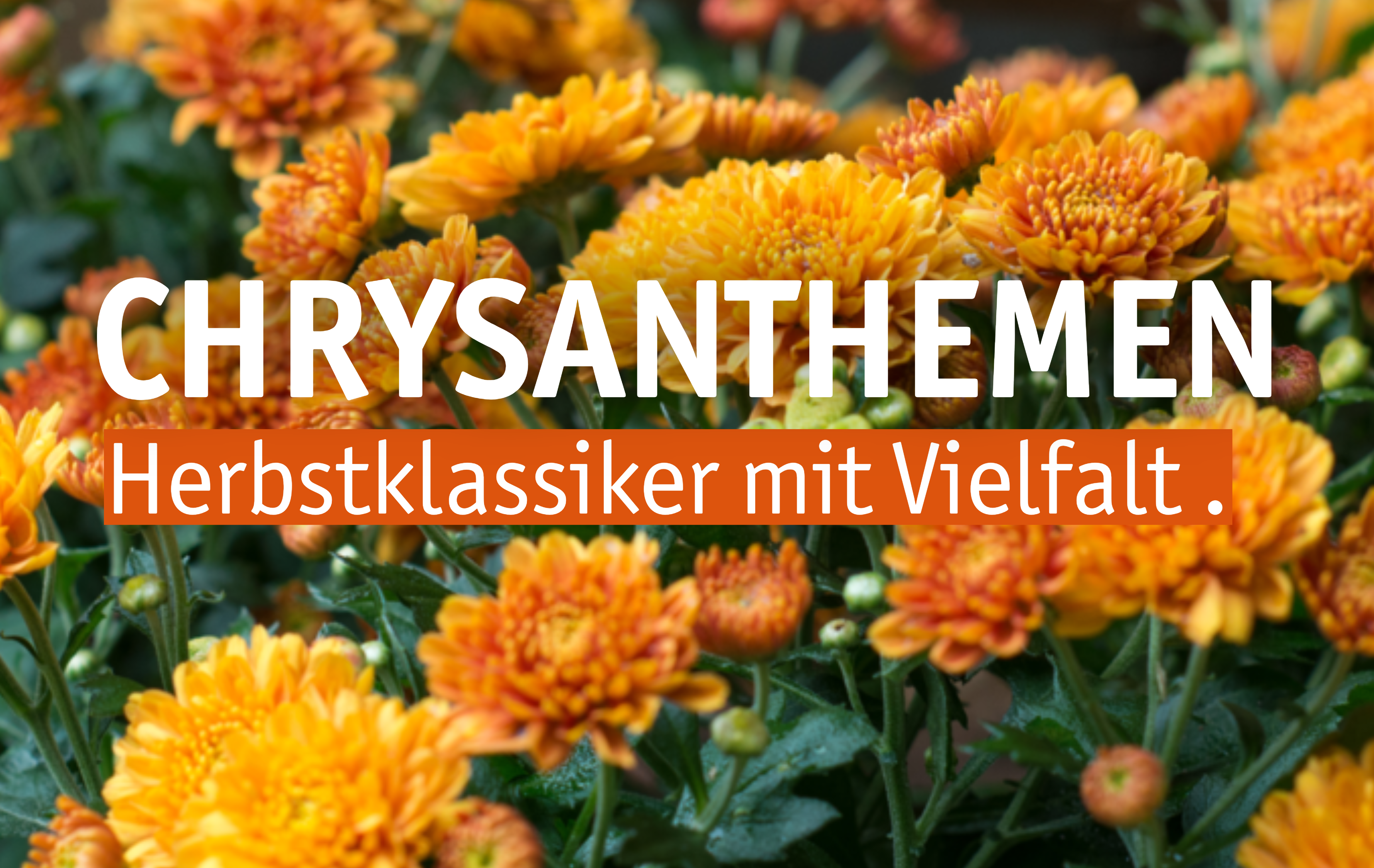 Aktuelles Website-16-Chrysanthemen.png