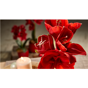AMARYLLIS