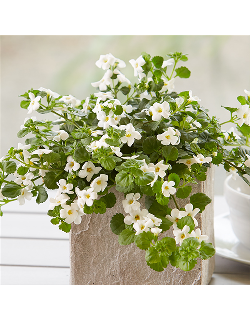 Bacopa (Sutera) cordata