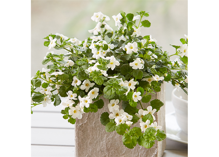 Bacopa (Sutera) cordata