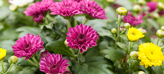 Chrysantheme klein