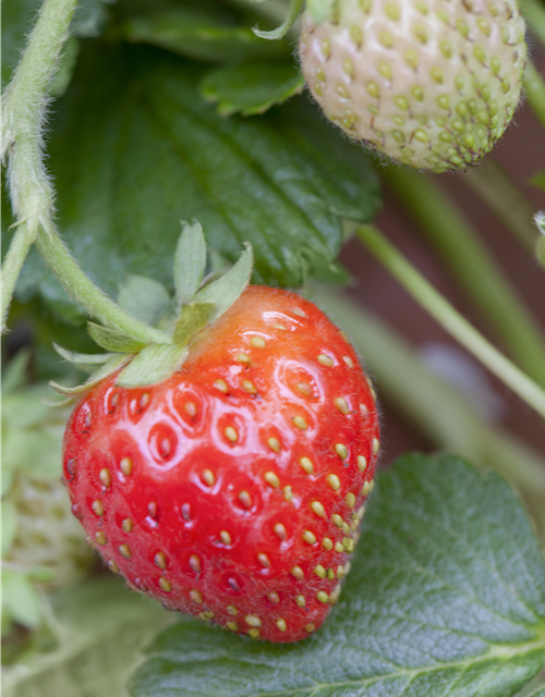 Erdbeeren vers. Sorten