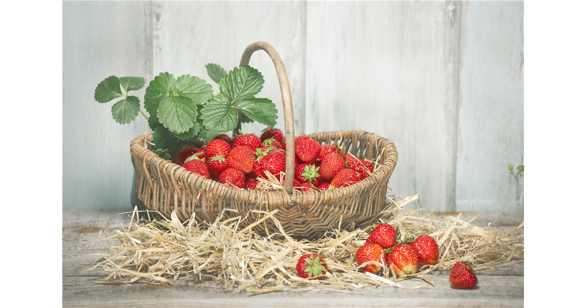 Erdbeere Immertragend , Erdbeere 'Elan'