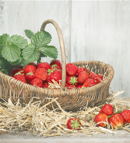 Erdbeeren vers. Sorten