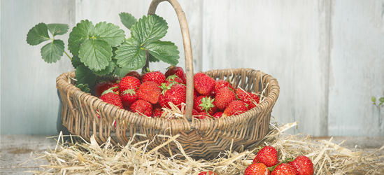 Erdbeeren vers. Sorten