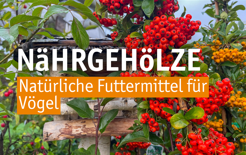 Aktuelles WebsiteNährgehölze.png