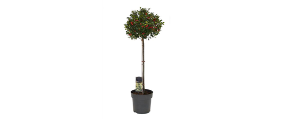 LICHTBLICKE IM WINTER-GARTEN!