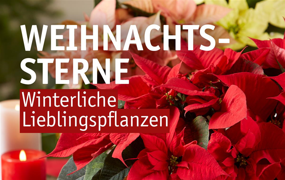 Weihnachtssterne Anzeiger.jpeg