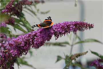 FüR MEHR BIENEN UND SCHMETTERLINGE!