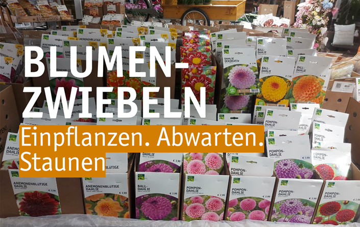 Aktuelles Website-4-Blumenzwiebeln.png