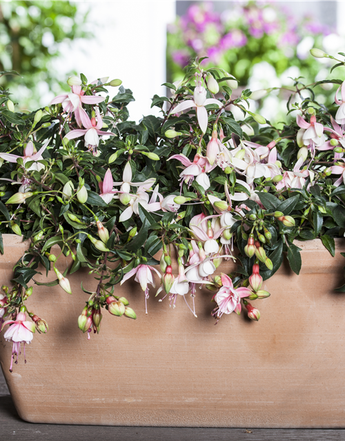 Fuchsia Hybriden 