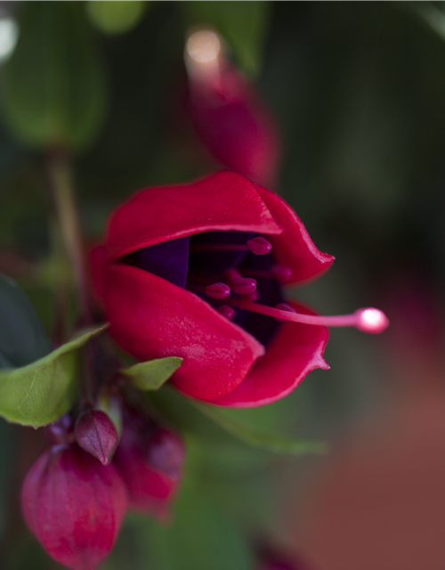 Fuchsia Hybriden 