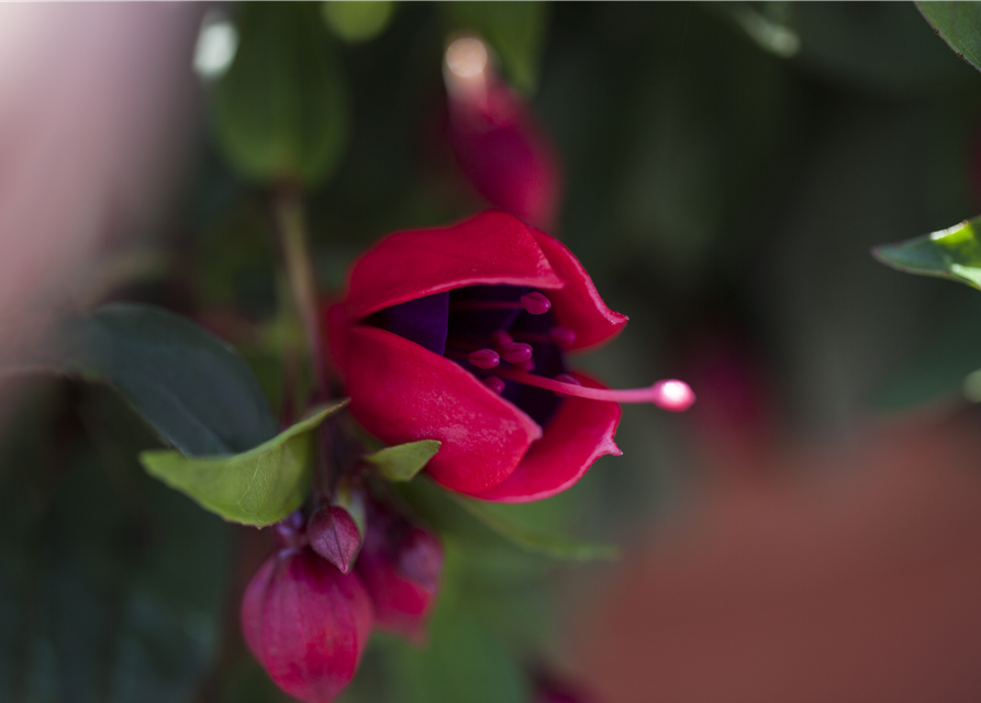 Fuchsia Hybriden 