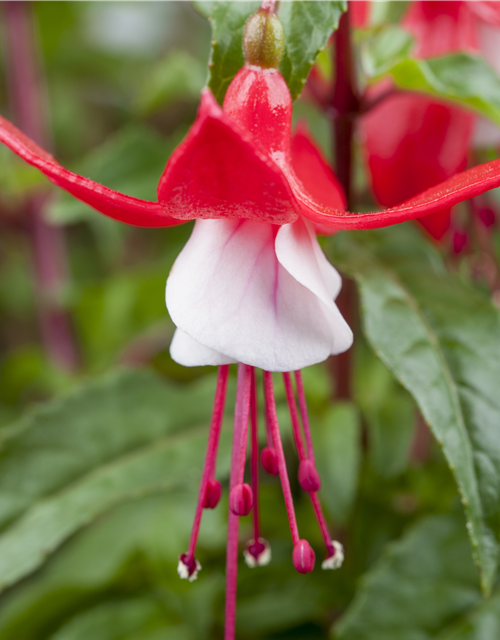 Fuchsia Hybriden 